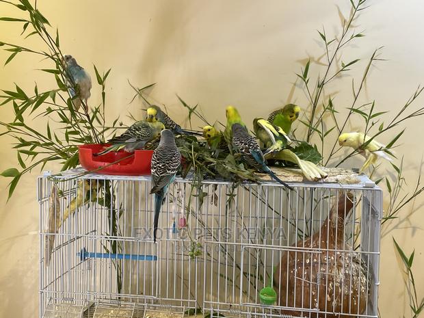 Colorful Budgies for Sale - thumbnail 5