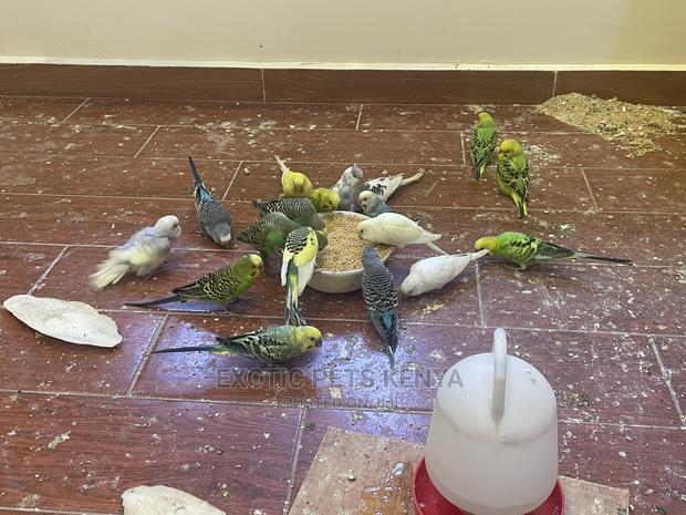 Colorful Budgies for Sale - main view