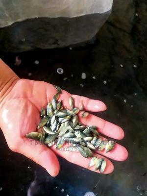 Fish Fingerlings on Sale