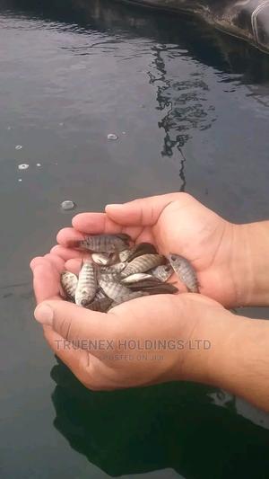 Tilapia Fish Fingerlings Sell - main view