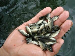 Mixed Tilapia Fingerlings on Sale