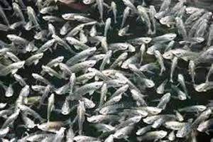 Quality Fish Fingerlings Sale