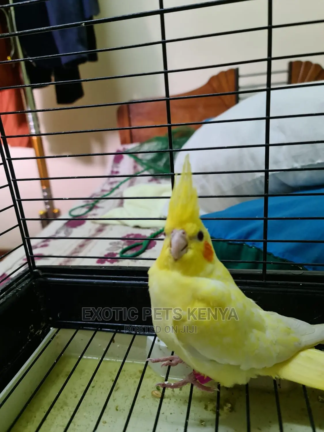 Cockatiels for Sale in Kenya
