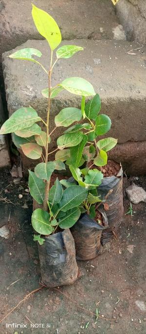 Pear Seedlings - thumbnail 2