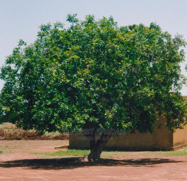 Kilo Grade a West African Shea Butter - thumbnail 15