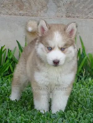 1-3 Months Male Purebred Siberian Husky