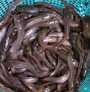 Catfish Fingerlings Sellers - main view