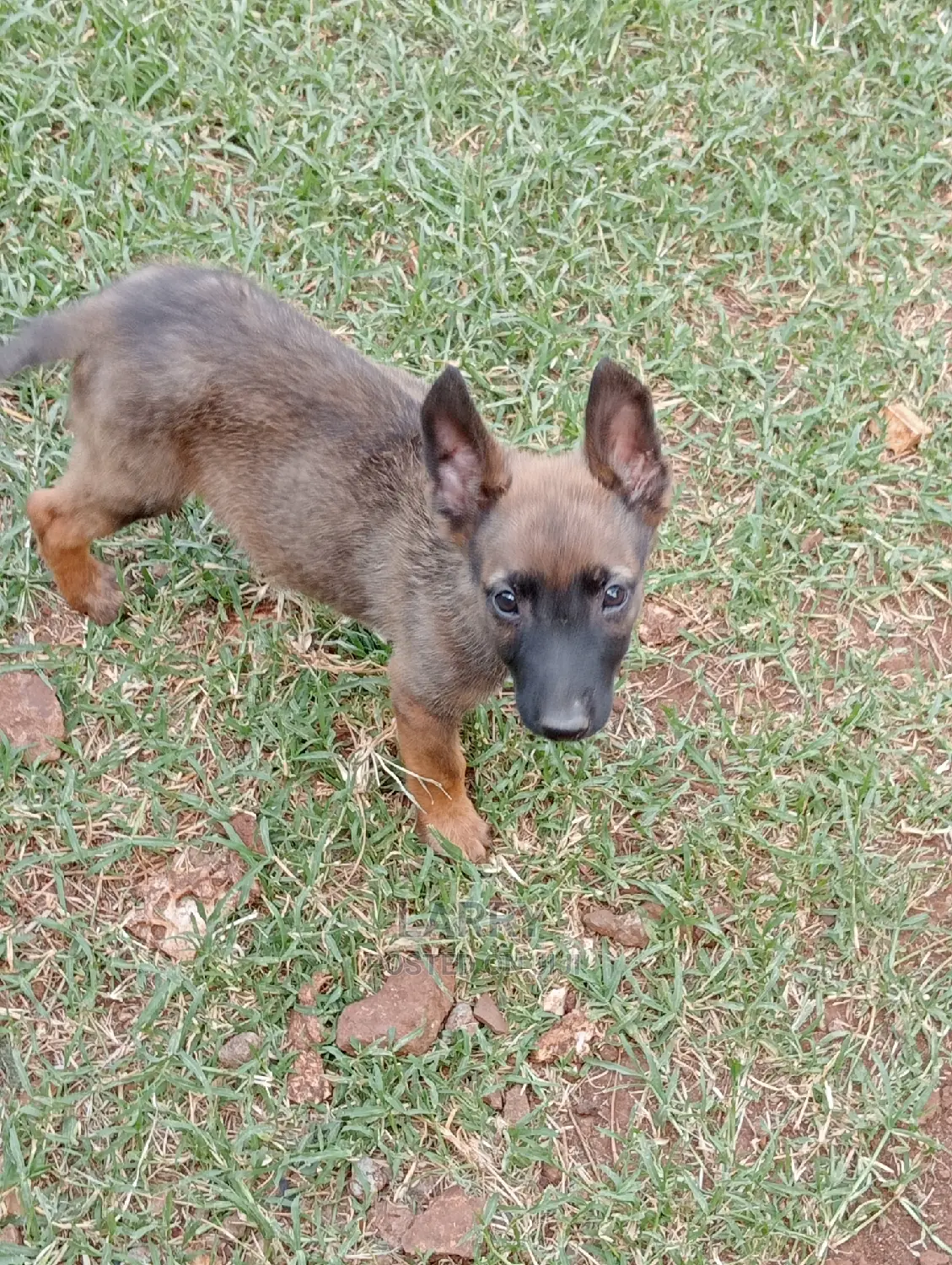 1-3 Months Male Purebred Belgian Malinois