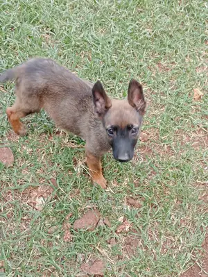 1-3 Months Male Purebred Belgian Malinois