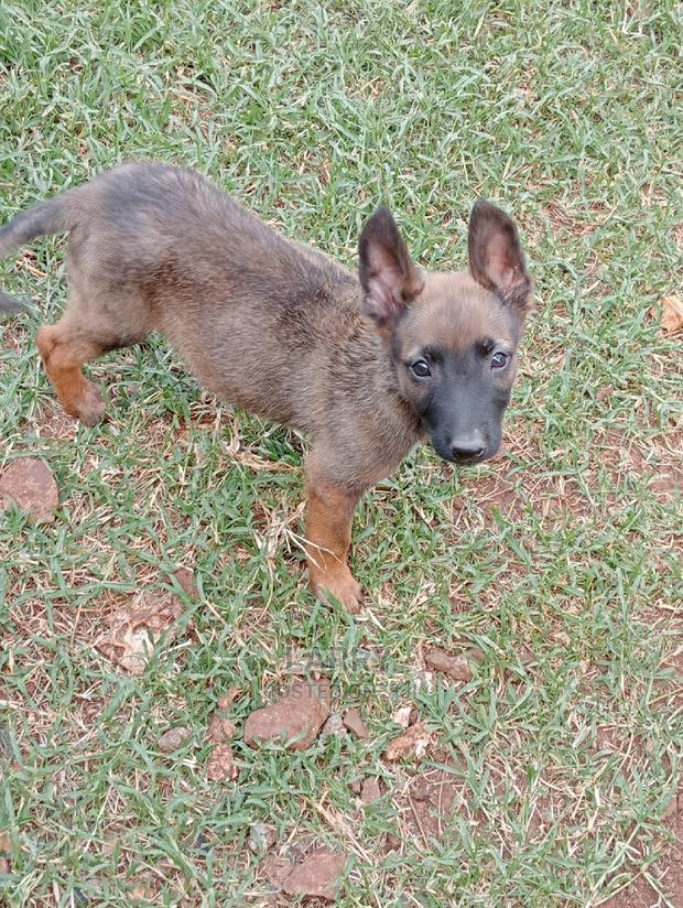 1-3 Months Male Purebred Belgian Malinois