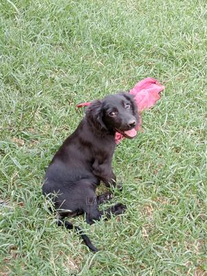 1-3 Months Female Purebred Cocker Spaniel - thumbnail 2