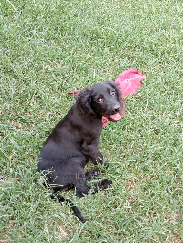 1-3 Months Female Purebred Cocker Spaniel - main view