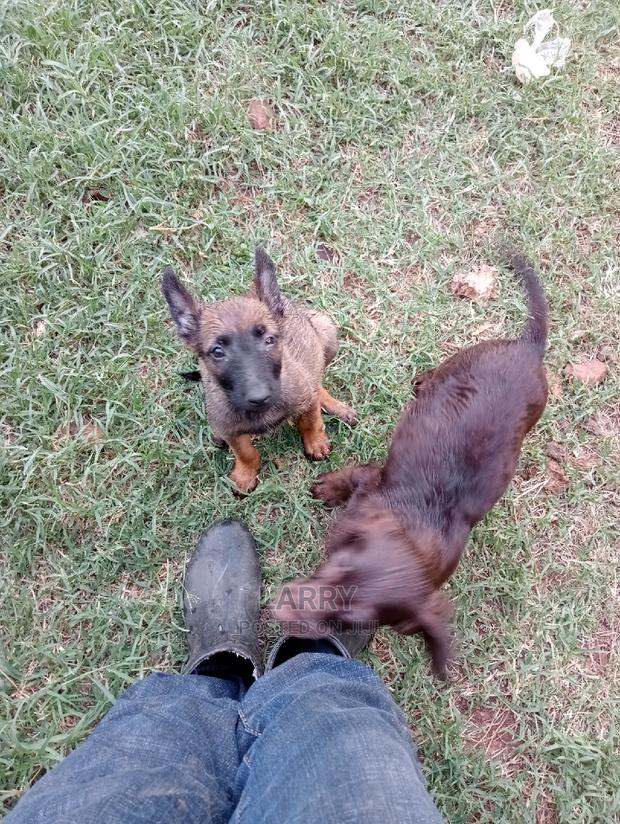 1-3 Months Female Purebred Cocker Spaniel - thumbnail 3