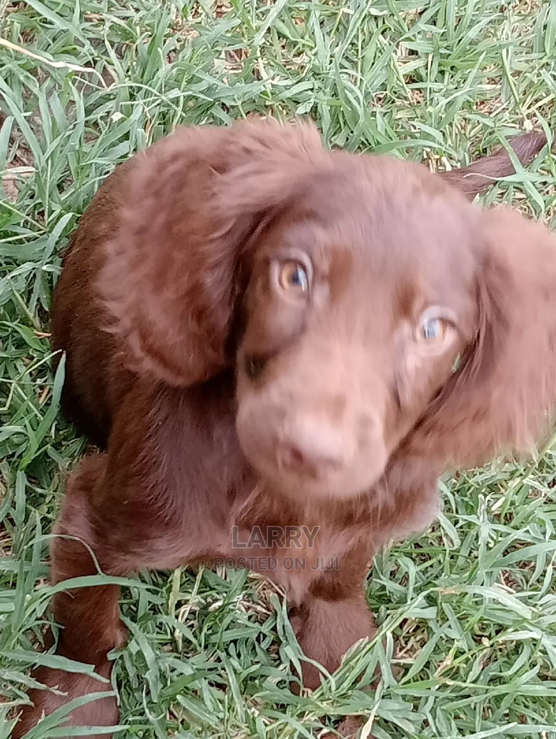 1-3 Months Female Purebred Cocker Spaniel
