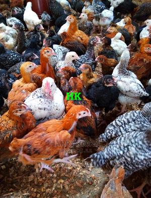 One Month Old Improved Kienyeji Chicks - thumbnail 2