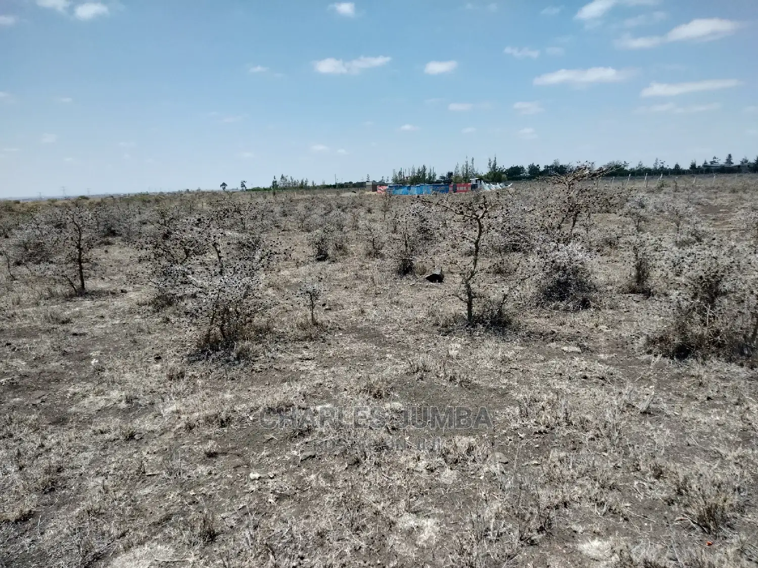 Acacia Plot