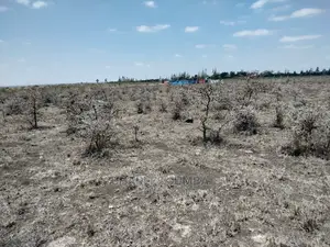 Acacia Plot