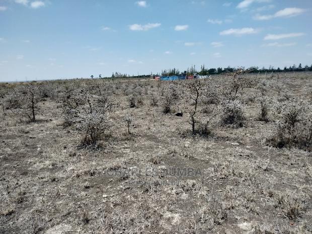Acacia Plot