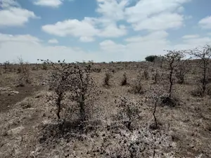 Acacia Plot