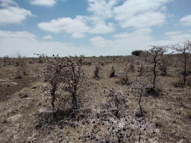 Acacia Plot - thumbnail 5