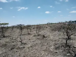 Acacia Plot