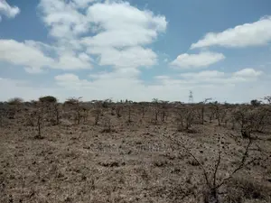 Acacia Plot