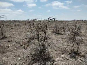 Acacia Plot