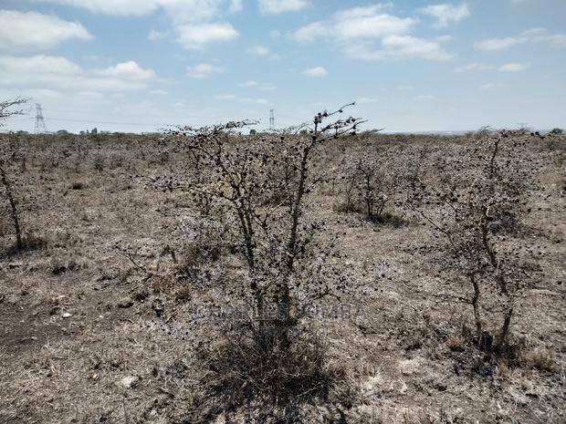 Acacia Plot - thumbnail 6