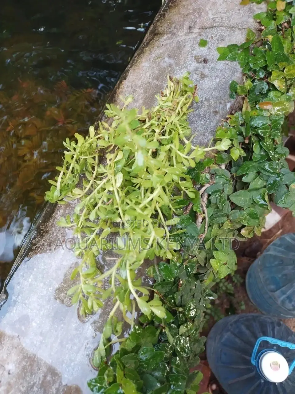 Callitriche Stagnalis, Aquarium Live Plants , Pond Plants
