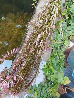 Rotala Rotundifolia "Red" Hardy Red Aquarium Plant