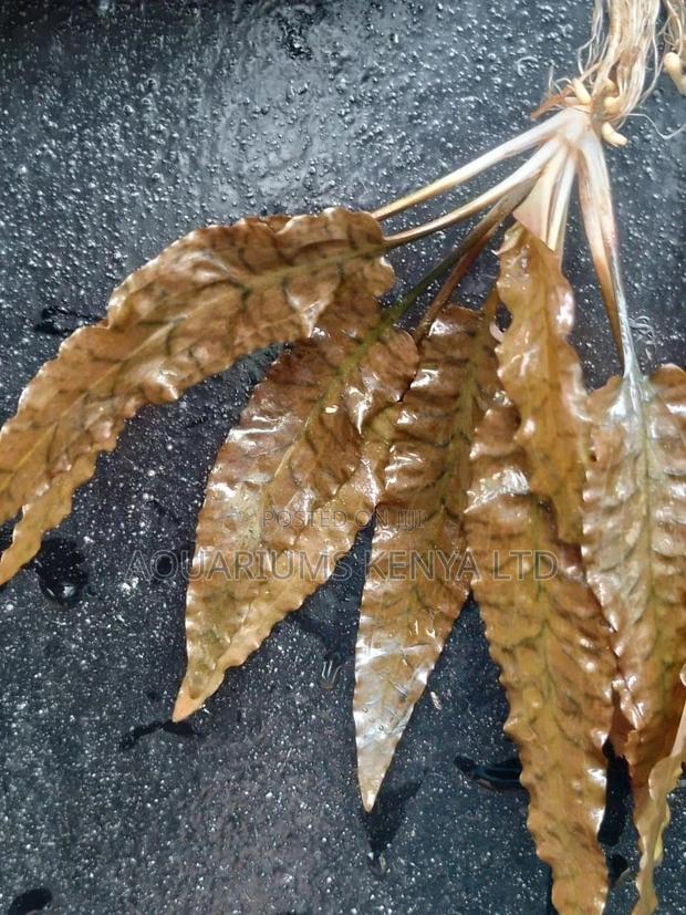 Cryptocoryne Undulata , Aquarium Live Plants - main view
