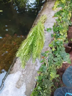Watermilfoils, Aquarium Live Plants, Pond Plants