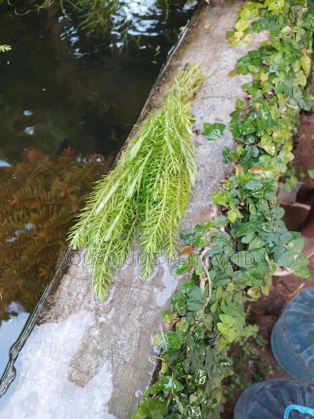 Watermilfoils, Aquarium Live Plants, Pond Plants - main view