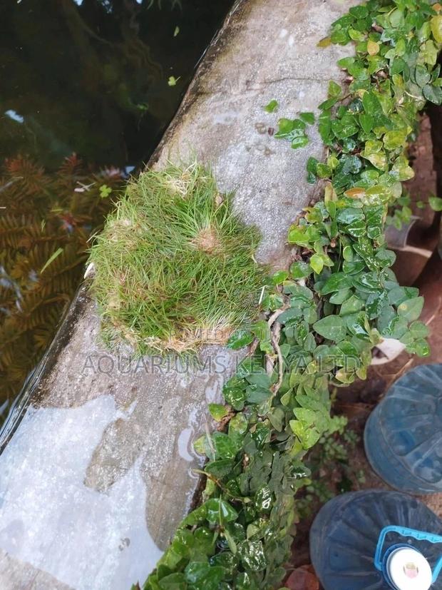 Dwarf Hair Grass,Eleocharis Acicularis, Aquarium Plant