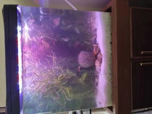 Aquarium Planting Live Plants , Aquascaping. - thumbnail 2