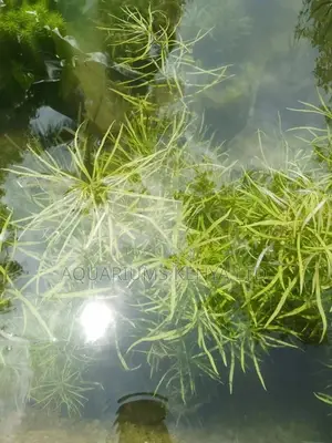 Eusteralis Stellata/Dysophylla Stellata Aquarium Live Plant