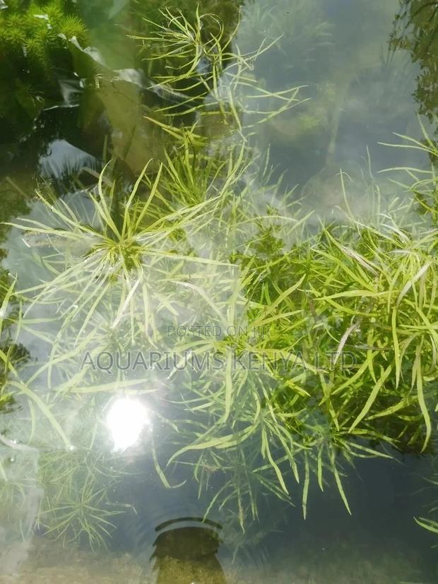 Eusteralis Stellata/Dysophylla Stellata Aquarium Live Plant - main view