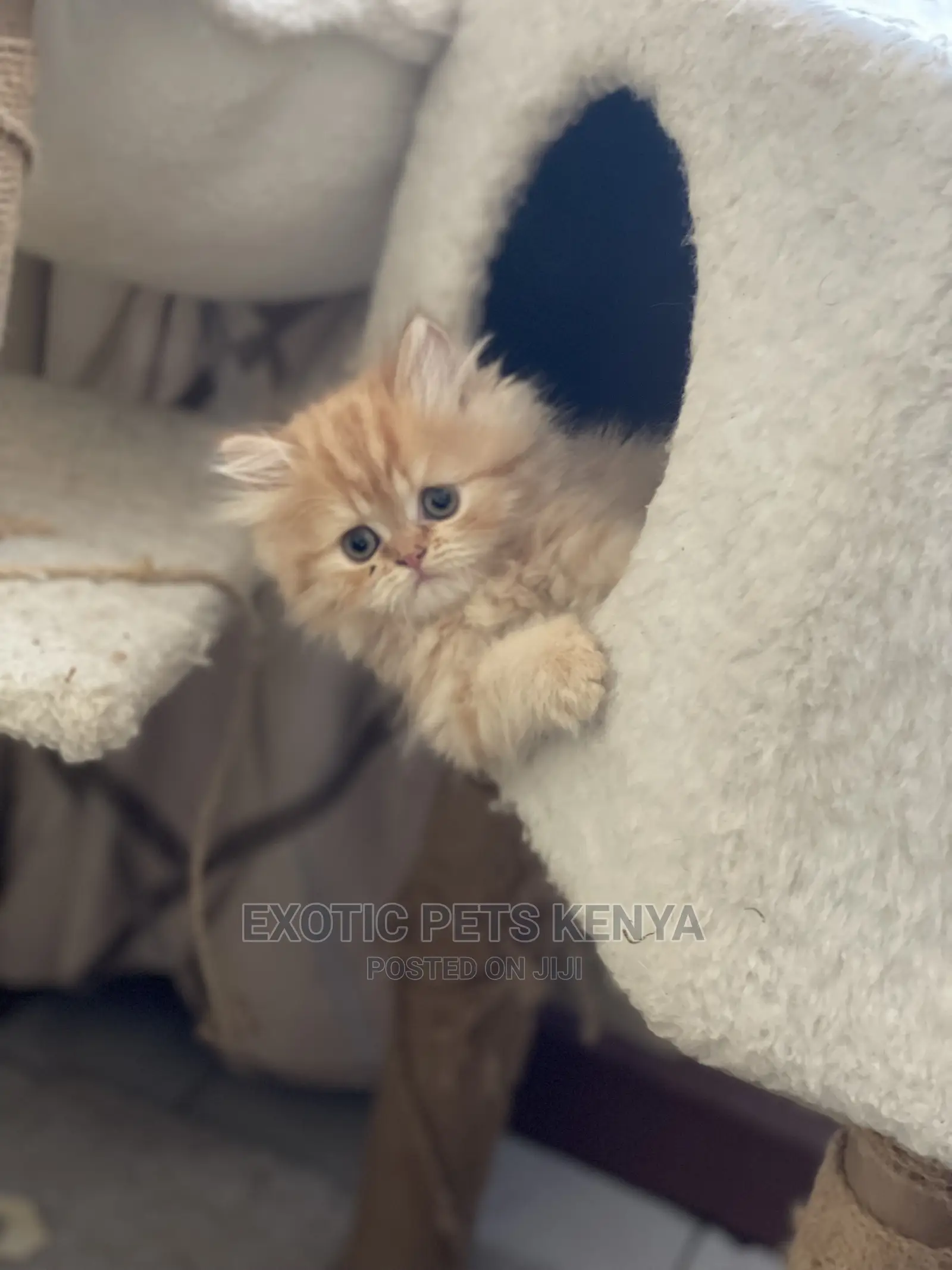 0-1 month Male Purebred Persian