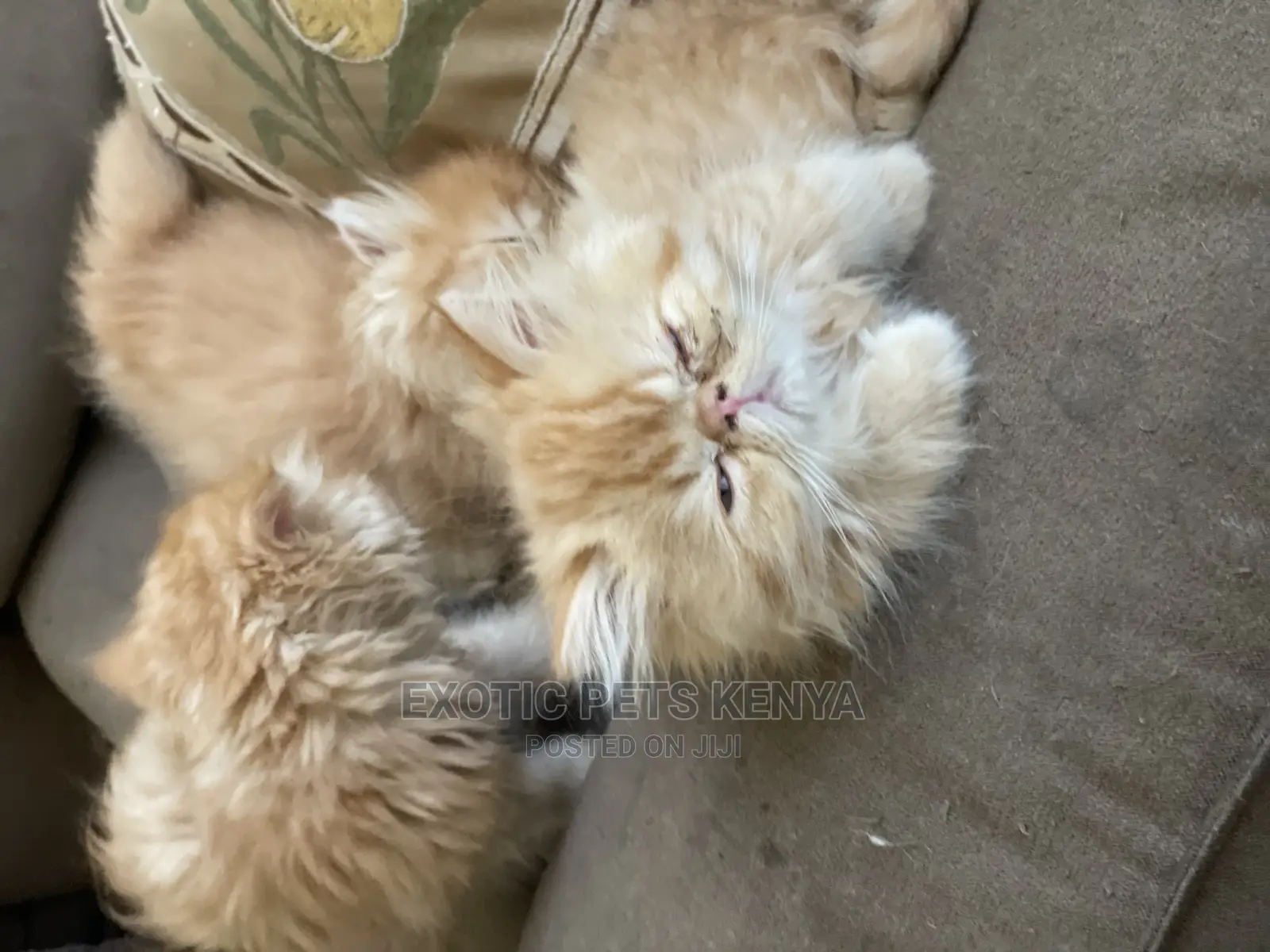 0-1 month Male Purebred Persian