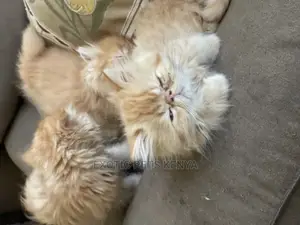 0-1 month Male Purebred Persian