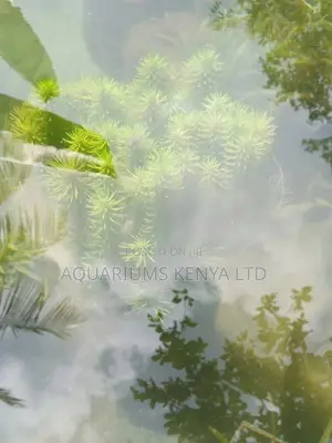Glossostigma, Live Plants for Aquariums