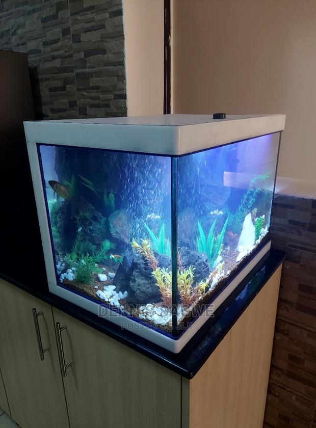 Aquadore Large Aquariums - thumbnail 18