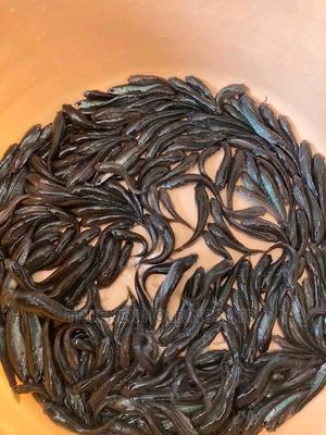 Quality Fish Fingerlings - main view