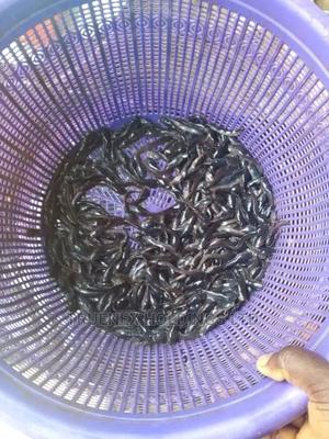 High Quality Catfish Fingerlings - main view