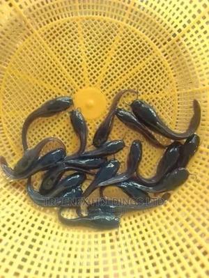 Male Breed Fish Fingerlings - main view