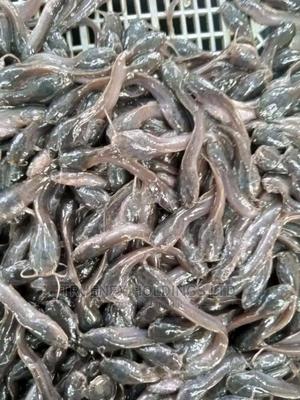 Female Fish Fingerlings Sale - main view