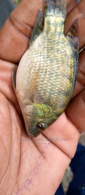 Tilapia Fish Fingerlings Aquarium