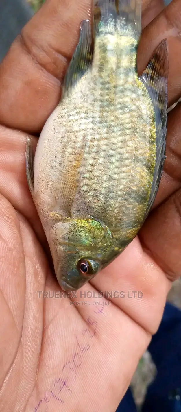 Tilapia Fish Fingerlings Aquarium in Hospital (Kiminini) Meals & Drinks, Truenex Holdings