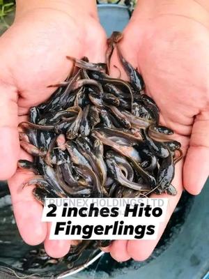 Hybrid Fish Fingerlings Sale