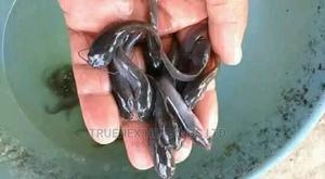 High Quality Catfish Fingerlings - main view
